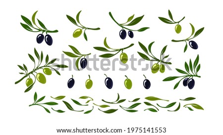 Set of olives. Vector black and green macro fruit, leaves isolated on white background. Flat illustration for organic symbol, oil logo. Sicily, athens nature elements