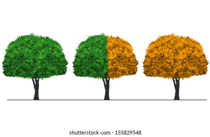 set on three tree with green, yellow leaves, isolated on white background