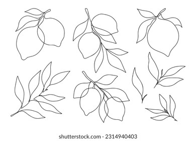 Satz von einer Linie minimalistische Zitronenzweige und Blätter. Zweige mit Zitronen und Blättern für Menü, Poster, Einladungen, Web.
