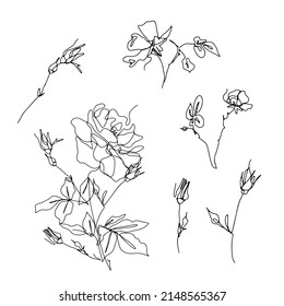 Set of one single line rose flower drawings. Black ink line floral clip art