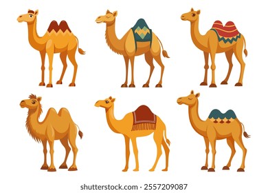 Set of one-humped and two-humped camels on white background. Desert animals collection. Flat style illustration.	