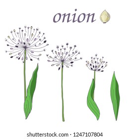 set of onion flower elements, vector illustration