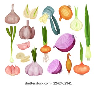 Set of onion and garlic. Fresh aromatic organic vegetables cartoon vector