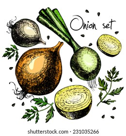 Set of onion. Illustrations. Vector. Hand drawing.
