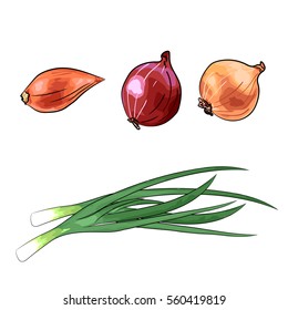 set of onion - red, yellow and shallot, spring onion. Hand drawn style vector illustration isolated on white background