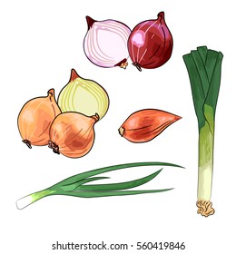 set of onion - red, yellow and shallot, leek, spring onion. Hand drawn style vector illustration isolated on white background