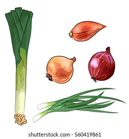 set of onion - red, yellow and shallot, leek, spring onion. Hand drawn style vector illustration isolated on white background