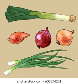 set of onion - red, yellow and shallot, leek, spring onion. Hand drawn style vector illustration isolated on beige background