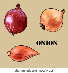 set of onion - red, yellow and shallot. Hand drawn style vector illustration isolated on beige background