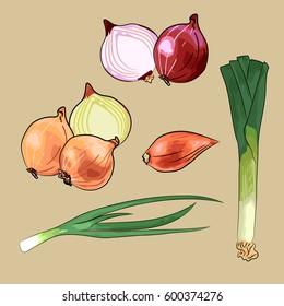 set of onion - red, yellow and shallot, leek, spring onion. Hand drawn style vector illustration isolated on beige background