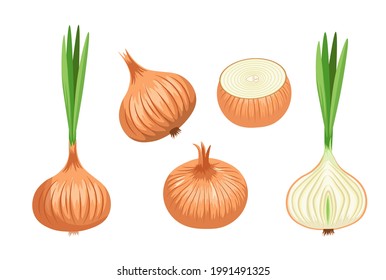 Zwiebelpflanze, Naturgarten, Veggies Kultur. Gesunde Ernährung, ökologische Landwirtschaft Bio-Reifenzollen mit braunem Husk und grünen Blättern, isoliertes Design-Element. Cartoon-Vektorgrafik