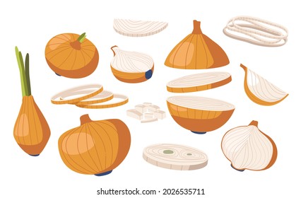 Zwiebelpflanze, Naturgarten, Veggies Kultur. Gesunde Ernährung, ökologische Landwirtschaft Bio-Reifenzollen mit braunem Husk und grünen Blättern, isoliertes Design-Element. Cartoon-Vektorgrafik