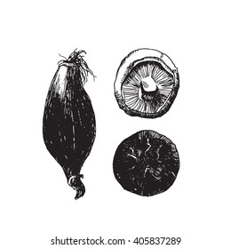 Set of onions hand drawn. Vector eps 10