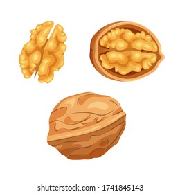 Set of open and closed walnut isolated on white background. Whole and hulf nut icon. Food concept for template label, packing and emblem farmer market design. Vector illustration in a flat style.