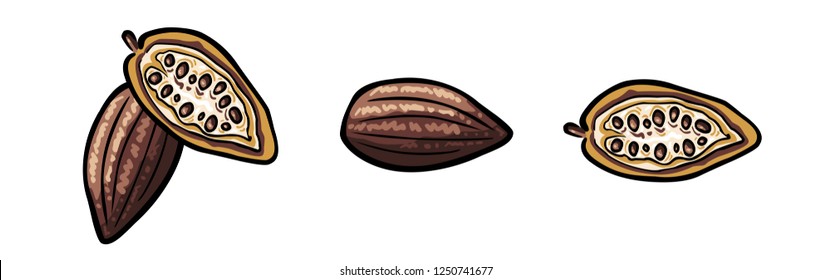Set: Open cocoa bean with capsule and seeds in three variants / vector drawing