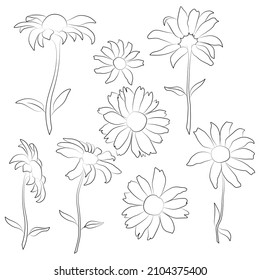 Set of open heliopsis blossom vector outline illustration isolated on white background. Vector sketch style top view hand drawing of wild, heliopsis, false sunflower.