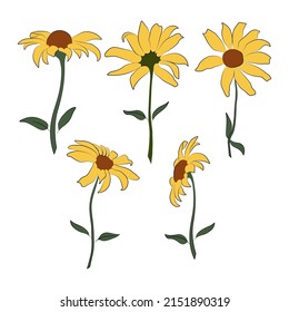 Set of open heliopsis blossom vector color, yellow illustration isolated on white background. Vector sketch style top view hand drawing of wild, heliopsis, false sunflower.