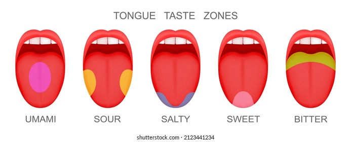 Set of open mouthes with sticking out tongues demonstrating receptor zones marked umami, sour, salty, sweet, bitter flavors. Myth of human taste buds. Vector cartoon illustration