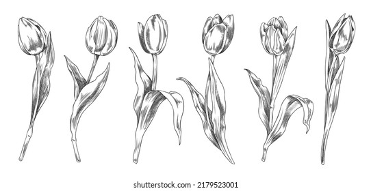 Set of opened and closed hand drawn monochrome tulips sketch style, vector illustration isolated on white background. Cute outline flowers for design, black lines