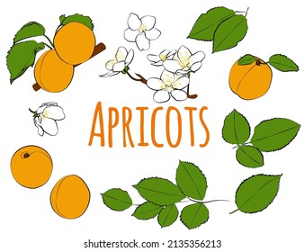 Set of orange apricots with leaves and flowers, vector graphics. Fruit Vector Set