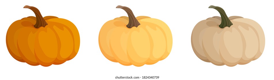 set of orange and beige pumpkin fruit. Autumn harvest. Autumn Halloween pumpkins. Edible plants. Cartoon vector on white background