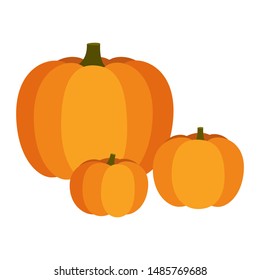Set orange big and small pumpkin. Autumn halloween pumpkin, vegetable graphic print. Vector illustration isolated on white background