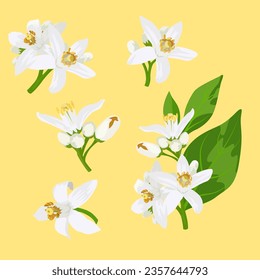 Set of Orange blossom isolated. vector illustration.