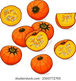 Set of Orange buttercup squash. Winter squash. Cucurbita maxima. Fruits and vegetables. Clipart. Isolated vector illustration.