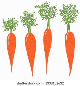 Set of orange carrots. Hand drawn illustration isolated on white background. Vector