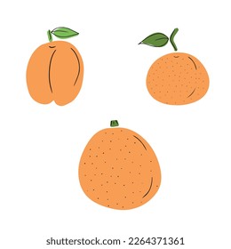 El conjunto de frutas de color naranja: tangerina, albaricoque con línea negra aislado sobre fondo blanco. Dibujo manual de dibujos de dibujos de dibujos planos vectoriales en forma de doodle. Fresco, jugoso, vitamina, vegano, vegetariano