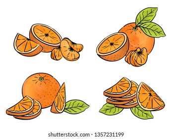 Set of orange fruit isolated on white. Different type of pieces.  Vector watercolor. 