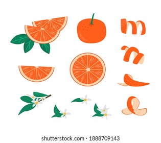 Conjunto de cáscara de frutas anaranjadas, hojas y brunch con ilustración vectorial de flores. Colección de mandarina entera, rebanada y mitades aisladas. Cortes de cítricos. Delicioso entusiasmo por los cócteles. Jugoso citrón.