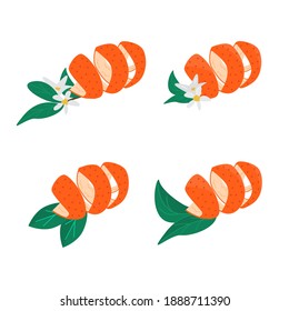Set of orange fruit peel with leaves and blooming flower. Collection of tangerine zest for cocktails. Ribbon cut citrus peel. Mandarin, lemon, grapefruit or lime skin. Vector illustration on white.