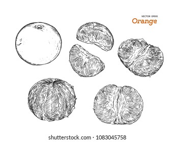 set of orange , hand draw sketch vector. highly detail vector.