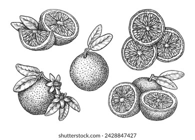 Set of orange harvest sketches. Vector of exotic agriculture fruit. Realistic isolated citrus edible berry. Sign for natural or organic market. Meal ingredient for vegan and vegetarian. Dessert