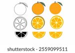 set of orange illustrations in three styles: outline, solid color, and sliced segments, featuring whole oranges, circular slices, and half-slices with leaves on a white background