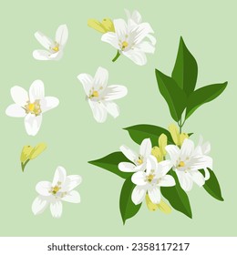 Set of Orange jasmine flower isolated, vector illustration.