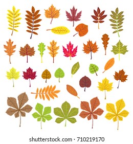 Set of orange leaves on white background. ECO autumn Nature wallpaper. BIO design