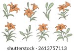 set of orange lily flowers in different positions, handwritten style