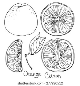 Set of orange line drawn on a white background. Oranges, half an orange. Sketch fruit.