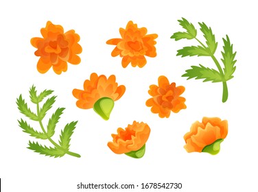Set of orange marigold blooms and green leaves in cartoon style. Collection of vector objects isolated on white background