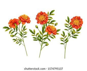 Set of orange Marigold flowers isolated on white background. Vector illustration