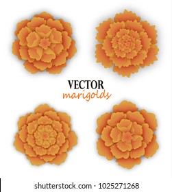 Set of orange marigolds