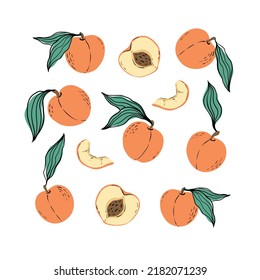 Set of orange peaches and peach slices. Hand drawn peaches with leaves isolated on white background. for fabric, drawing labels, print, wallpaper of children's room, fruit background