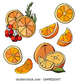 Conjunto de naranja, trozo, entero, circular, con hoja y bayas. Dibujo de dibujos animados. Fondo blanco, aislamiento.Ilustración de material.