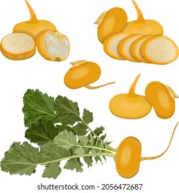 Set of orange turnips for banners, flyers, posters, cards. Whole, half, and sliced turnip. Yellow turnip with tops. Fresh organic vegetables. Vector illustration isolated on white background.