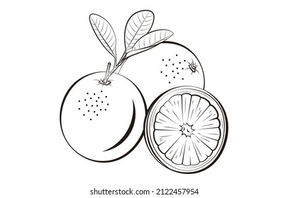 a set of orange vector illustration