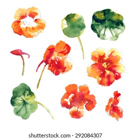 Set of orange watercolor nasturtium flowers and leaves