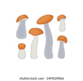 Set of orange-cap boletus mushrooms. Vector illustration