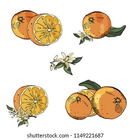 Set of oranges and branches with buds on isolated background. Hand drawn sketch.